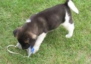 Lovely  Akita  puppies for lovely home to go now