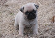sweet pug puppy for adoption