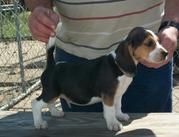 good beagle puppy for caring home