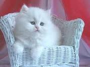 playful white cat for home and laeque champions