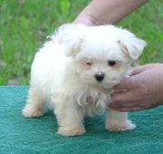 Maltese Puppies For Free Adoption