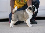 cute Akita puppies for sale 