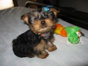Two gorgeous Yorkie puppies remaining for adoption,  Male and Female.