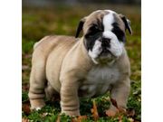 Quality english bull dog puppies for sale.