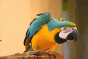 playful and Understanding parrots for Adoption
